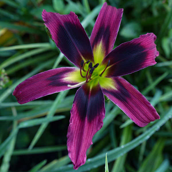 Black Eyed Sexy Minx