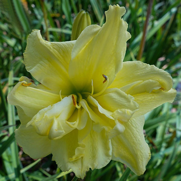 Heavenly Double Lemon Pie
