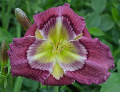 Piccadilly Pickpocket