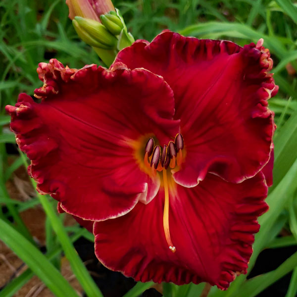 Spacecoast Bloodwine