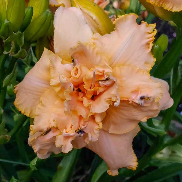 Spacecoast Double Time