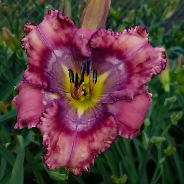 Spacecoast Just My Imagination