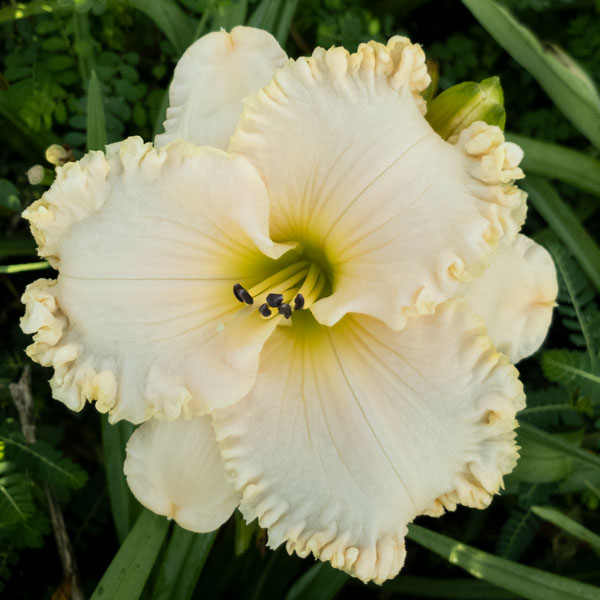 Spacecoast Snowflake