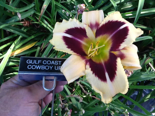 Gulf Coast Cowboy Up,  Crainer 2015