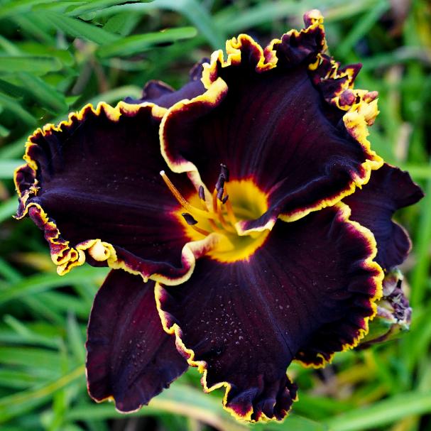 Spacecoast Black Sensation