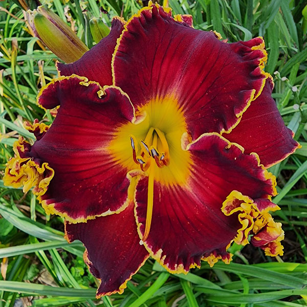 Spacecoast Congo Red