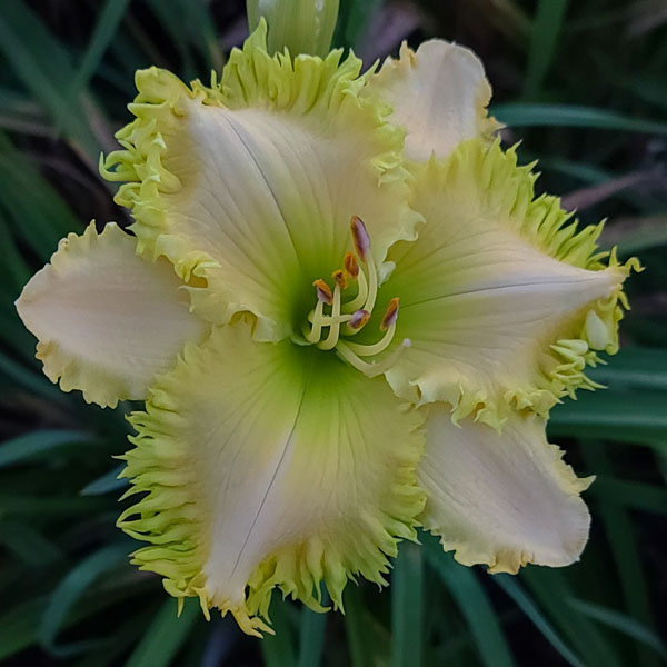 Spacecoast Green Goddess