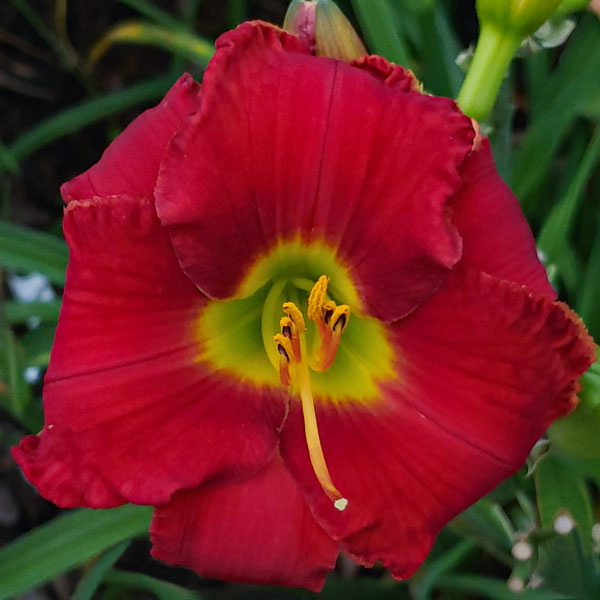 Spacecoast Little Red Ninja