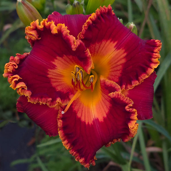 Spacecoast Sunfire Fairy