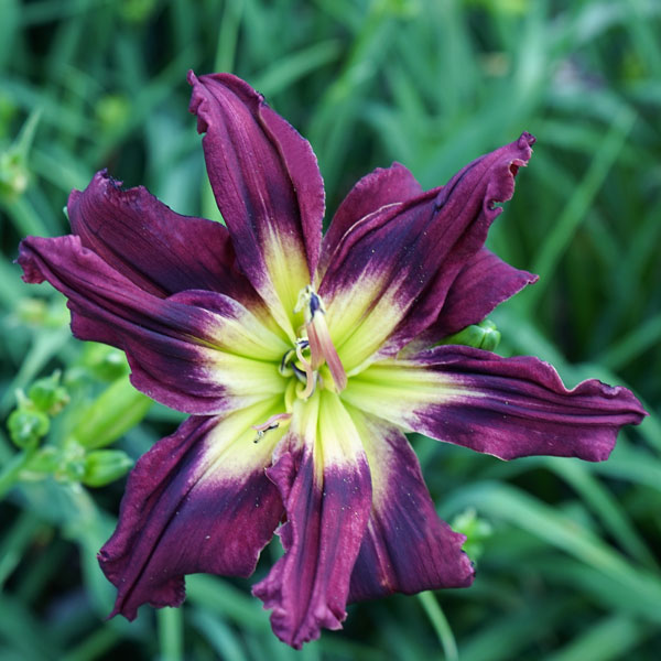 Double Purple Cosmos