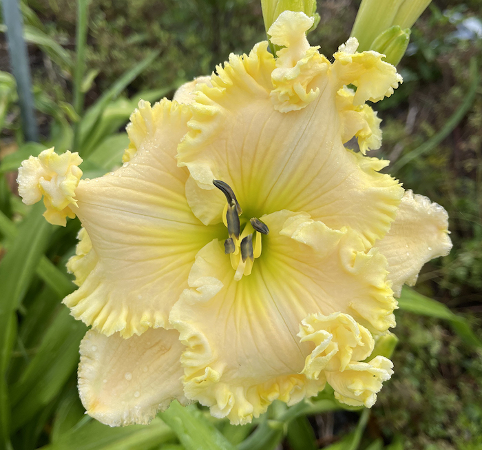 Ruffled Pinnacle