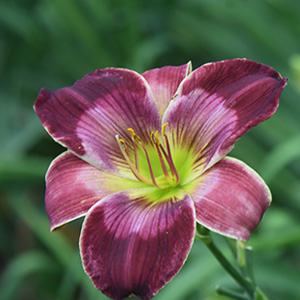 Larry Bartz Seedling