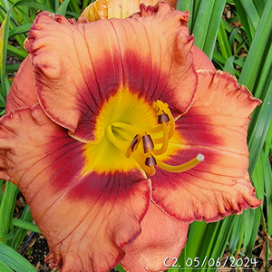 Marti Zuber Seedling