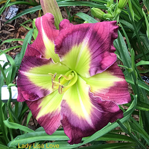 Sandra Lockhart Seedling