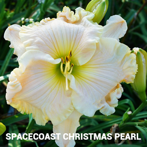 Spacecoast Christmas Pearl