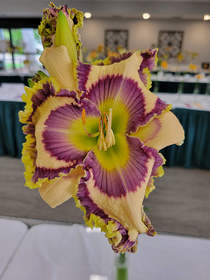 Foggy Country Morning